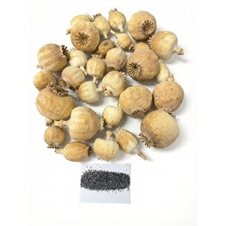 POPPY POWER Fleurs de pavot séchées | Poppy Punjabi | Au kilo