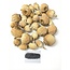 Gedroogde papaver koppen | Poppy Punjabi | Per kilo te bestellen