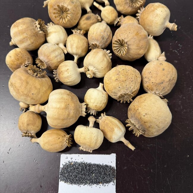 Gedroogde papaver koppen | Punjabi Mix | Oogst 2025 | Per kilo te bestellen