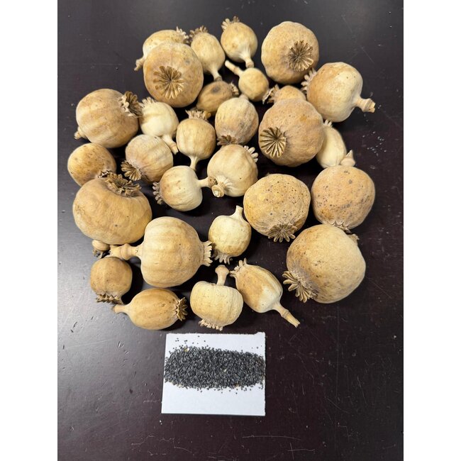 Gedroogde papaver koppen | Poppy Punjabi | Per kilo te bestellen