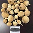 Gedroogde papaver koppen | Punjabi Mix | Oogst 2025 | Per kilo te bestellen
