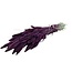 Purple Setaria dried flowers | Length ± 70 centimetres | Weight ± 150 grams