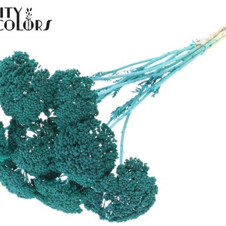 QC Dried Yarrow | Colour: Frosted Turquoise | Achillea Dried Flowers | Length ± 60 centimetres | 10 stems per bunch | Per bunch