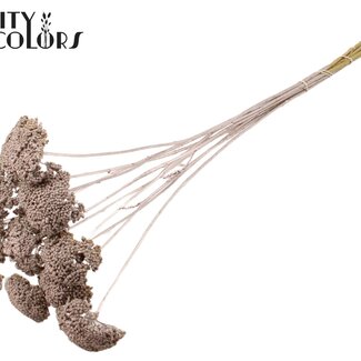 QC Getrocknetes Schafgarbe | Farbe: Champagnerfarben | Achillea Trockenblumen | Länge ± 60 Zentimeter | 10 Stiele pro Bund | Pro Bund