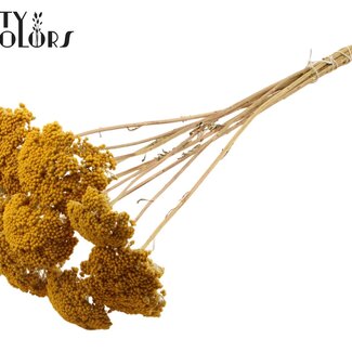 QC Dried Yarrow | Colour: Natural | Achillea Dried Flowers | Length ± 60 centimetres | 10 stems per bunch | Per bunch
