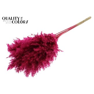 QC Gedroogde Pampas Pluimen | Kleur: Kerskleurig | Pampas Droogbloemen | Lengte ± 70 centimeter | 10 pluimen per bos | Per bos