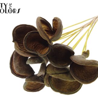 QC Almond on stem | Colour: Yellow | Length of stem approx. 50 centimetres | 10 stems per bunch | Per bunch