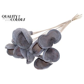 QC Badam am Stiel | Farbe: Frosted Weiß | Länge des Steckers ± 50 Zentimeter | 10 Stiele pro Bund | Pro Bund