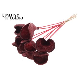QC Badam op steel | Kleur: Rood | Lengte bijsteker ± 50 centimeter | 10 stelen per bos | Per bos