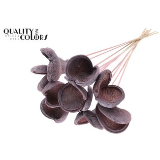 QC Badam op steel | Kleur: Frosted Lichtroze | Lengte bijsteker ± 50 centimeter | 10 stelen per bos | Per bos