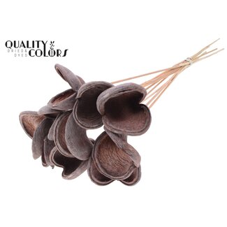 QC Badam op steel | Kleur: Frosted Zalmkleurig | Lengte bijsteker ± 50 centimeter | 10 stelen per bos | Per bos