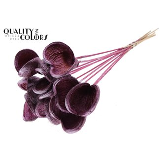 QC Badam op steel | Kleur: Metallic Roze | Lengte bijsteker ± 50 centimeter | 10 stelen per bos | Per bos