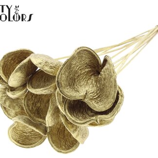 QC Almond on stem | Colour: Gold-coloured | Length of pick ± 50 centimetres | 10 stems per bunch | Per bunch