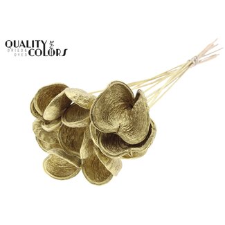 QC Badam op steel | Kleur: Goudkleurig | Lengte bijsteker ± 50 centimeter | 10 stelen per bos | Per bos