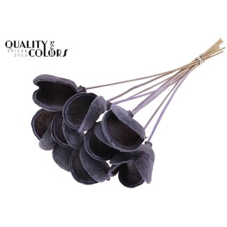 QC Badam op steel | Kleur: Frosted Milkapaars | Lengte bijsteker ± 50 centimeter | 10 stelen per bos | Per bos