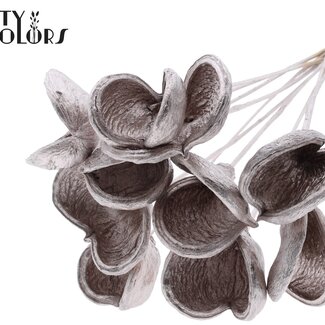 QC Amande sur tige | Couleur : Champagne | Longueur du piquet ± 50 centimètres | 10 tiges par bouquet | Par bouquet