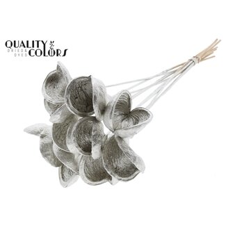 QC Almond on stem | Colour: Platinum-coloured | Length of pick ± 50 centimetres | 10 stems per bunch | Per bunch