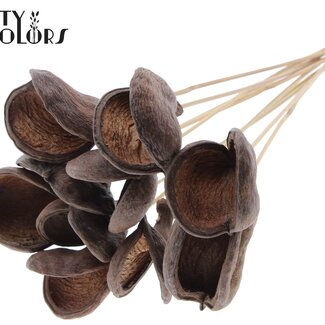 QC Badam sur tige | Couleur : Naturelle | Longueur du piquet ± 50 centimètres | 10 tiges par bouquet | Par bouquet