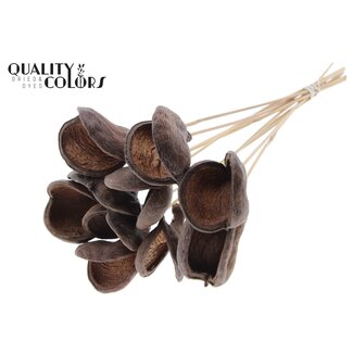QC Badam op steel | Kleur: Naturelle | Lengte bijsteker ± 50 centimeter | 10 stelen per bos | Per bos