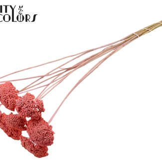 QC Achillée séchée | Couleur : Rose givré | Achillea fleurs séchées | Longueur ± 60 centimètres | 10 tiges par bouquet | Par bouquet
