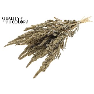 QC Dried Amaranthus | Colour: Frosted White | Cat's Tail Dried Flowers | Length ± 60 centimetres | Per bunch