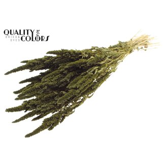 QC Gedroogde Amaranthus | Kleur: Olijfgroen | Kattenstaart Droogbloemen | Lengte ± 60 centimeter | Per bos