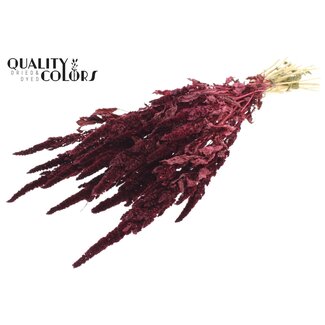 QC Amaranthus séché | Couleur : Bordeaux | Fleurs séchées Queue de chat | Longueur ± 60 centimètres | Par bouquet