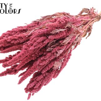 QC Dried Amaranthus | Colour: Frosted Pink | Cat Tail Dried Flowers | Length ± 60 centimetres | Per bunch