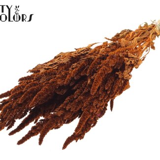 QC Getrockneter Amaranthus | Farbe: Terrakotta | Katzenschwanz Trockenblumen | Länge ± 60 Zentimeter | Pro Bund