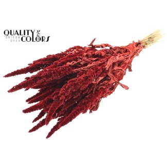 QC Gedroogde Amaranthus | Kleur: Rood | Kattenstaart Droogbloemen | Lengte ± 60 centimeter | Per bos