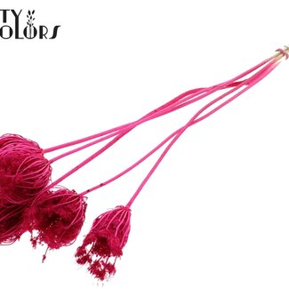 QC Ammi Majus Séché Blanchi | Couleur : Cerise | Fleurs Séchées Reine-des-prés | Diamètre ± 4 - 6 centimètres | Longueur ± 50 centimètres | 5 par bouquet