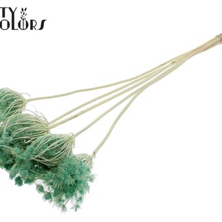 QC Dried Bleached Ammi Majus | Colour: Mint Green | Queen Anne's Lace Dried Flowers | Diameter ± 4 - 6 centimetres | Length ± 50 centimetres | 5 per bunch