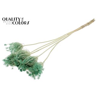 QC Dried Bleached Ammi Majus | Colour: Mint Green | Queen Anne's Lace Dried Flowers | Diameter ± 4 - 6 centimetres | Length ± 50 centimetres | 5 per bunch