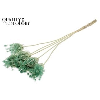 QC Gedroogde Gebleekte Ammi Majus | Kleur: Mintgroen | Koninginnekruid Droogbloemen | Diameter ± 4 - 6 centimeter | Lengte ± 50 centimeter | 5 per bos