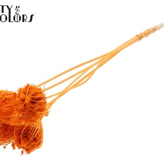 QC Getrocknete Gebleichte Ammi Majus | Farbe: Orange | Königinnenkraut Trockenblumen | Durchmesser ± 4 - 6 Zentimeter | Länge ± 50 Zentimeter | 5 pro Bund