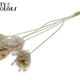 QC Getrocknete Gebleichte Ammi Majus | Farbe: Weiß | Bischofskraut Trockenblumen | Durchmesser ± 4 - 6 Zentimeter | Länge ± 50 Zentimeter | 5 pro Bund