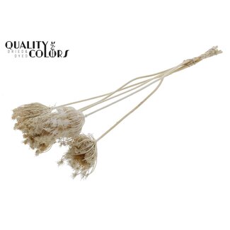 QC Dried Bleached Ammi Majus | Colour: White | Queen Anne's Lace Dried Flowers | Diameter ± 4 - 6 centimetres | Length ± 50 centimetres | 5 per bunch