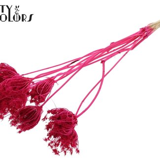 QC Ammi Majus Séché Blanchi | Couleur : Cerise | Fleurs Séchées de Reine-des-prés | Diamètre ± 2 - 4 centimètres | Longueur ± 50 centimètres | 10 par bouquet