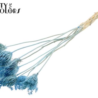 QC Getrocknete Gebleichte Ammi Majus | Farbe: Hellblau | Königskerzen Trockenblumen | Durchmesser ± 2 - 4 Zentimeter | Länge ± 50 Zentimeter | 10 pro Bund