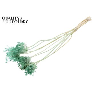QC Gedroogde Gebleekte Ammi Majus | Kleur: Mintgroen | Koninginnekruid Droogbloemen | Diameter ± 2 - 4 centimeter | Lengte ± 50 centimeter | 10 per bos