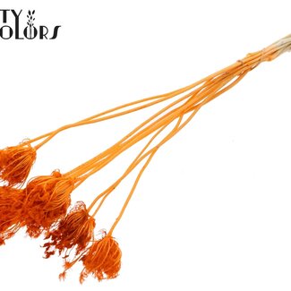 QC Getrocknete gebleichte Ammi Majus | Farbe: Orange | Königinnenkraut Trockenblumen | Durchmesser ± 2 - 4 Zentimeter | Länge ± 50 Zentimeter | 10 pro Bund