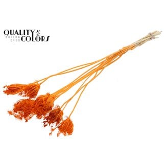 QC Gedroogde Gebleekte Ammi Majus | Kleur: Oranje | Koninginnekruid Droogbloemen | Diameter ± 2 - 4 centimeter | Lengte ± 50 centimeter | 10 per bos