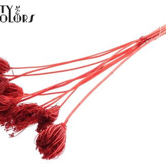 QC Ammi Majus Séché Blanchi | Couleur : Rouge | Fleurs Séchées de Reine-des-prés | Diamètre ± 2 - 4 centimètres | Longueur ± 50 centimètres | 10 par bouquet