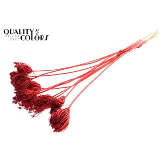 QC Dried Bleached Ammi Majus | Colour: Red | Queen Anne's Lace Dried Flowers | Diameter ± 2 - 4 centimetres | Length ± 50 centimetres | 10 per bunch