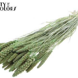 QC Gedroogde Setaria | Kleur: Frosted Mintgroen | Vossenstaart Droogbloemen | Lengte ± 70 centimeter | Gewicht 200 gram | Per bos