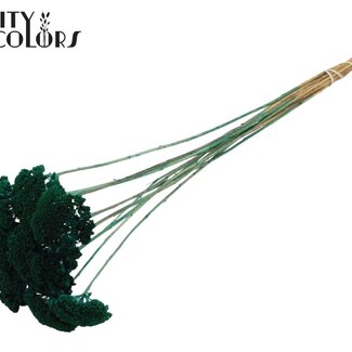 QC Getrocknetes Schafgarbe | Farbe: Türkis | Achillea Trockenblumen | Länge ± 60 Zentimeter | 10 Stiele pro Bund | Pro Bund