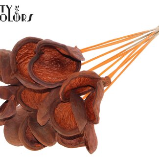 QC Badam on stem | Colour: Orange | Length of pick ± 50 centimetres | 10 stems per bunch | Per bunch