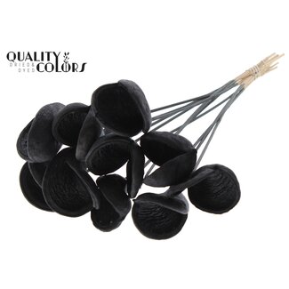 QC Badam op steel | Kleur: Zwart | Lengte bijsteker ± 50 centimeter | 10 stelen per bos | Per bos