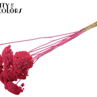 QC Dried Yarrow | Colour: Frosted Cherry | Achillea Dried Flowers | Length ± 60 centimetres | 10 stems per bunch | Per bunch