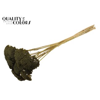QC Gedroogd Duizendblad | Kleur: Olijfgroen | Achillea Droogbloemen | Lengte ± 60 centimeter | 10 stelen per bos | Per bos